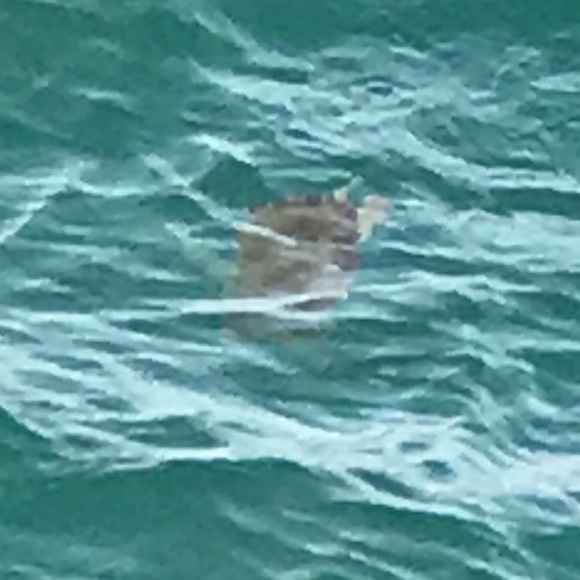 Meet your Posher, Melody - Picture 1 of 1